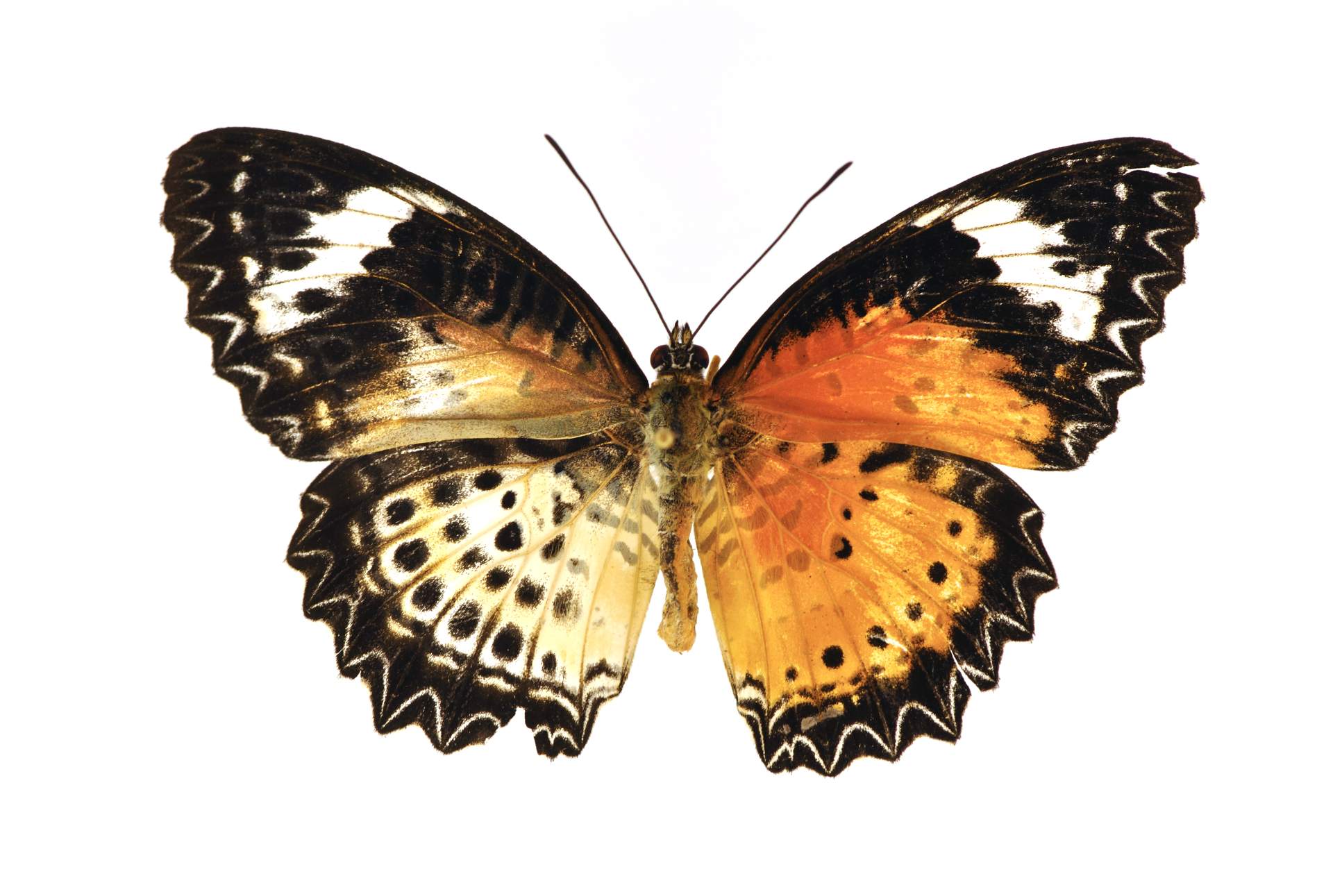 Cethosia cyane (bilarteral gynandromorph, 2brockman_lacewing_side_by_side) (Internet Image property of respective owner, non-commercial use only)